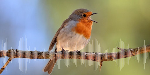 Imagem principal de Dawn Chorus: Birds and Breakfast