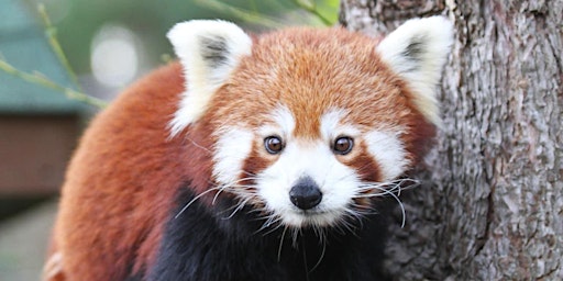 Tea and Talks: Red Pandas and Sun Bears primary image