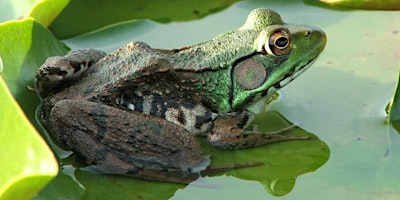 Imagem principal do evento Frog Walk