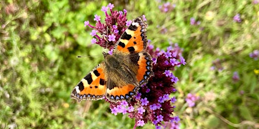Imagen principal de Spring Science - Monitoring Butterflies at Winton Recreation Ground