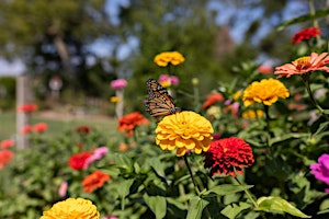 Imagem principal de 8-10-2024  Butterflies