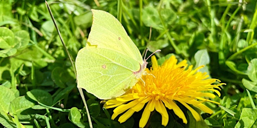 Back to Nature - Gardening for Butterflies at Slades Farm primary image