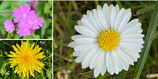 Primaire afbeelding van Wildflower Wander with Wild Amersham