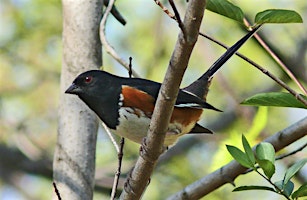 Imagem principal de Bird Walk: Bright Pond