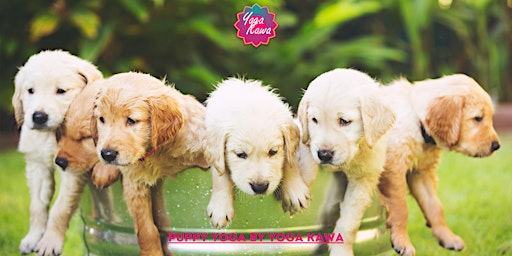 Immagine principale di Puppy Yoga (Adults-Only) by Yoga Kawa Vaughan Golden Retreivers 