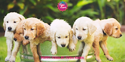 Imagem principal do evento Puppy Yoga (Family-Friendly) by Yoga Kawa Vaughan Golden Retrievers