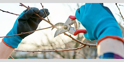 Image principale de Pruning Trees and Shrubs