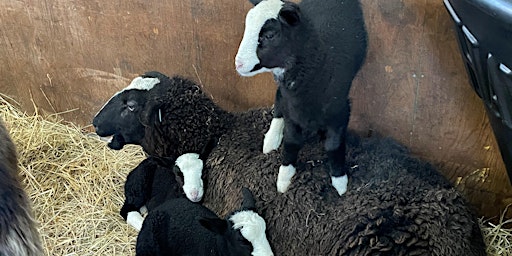 Hauptbild für Lamb Feeding