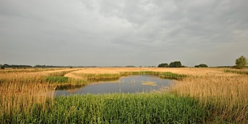 Hauptbild für Biodiversity Net Gain as a mechanism to fund nature recovery in the fens