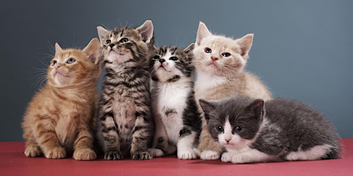 Hauptbild für Paws and Learn: Kitten Fostering Orientation
