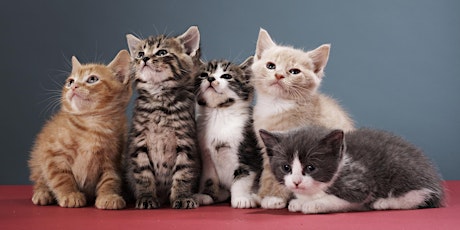 Paws and Learn: Kitten Fostering Orientation