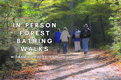 Collection image for In-Person Forest Bathing Walks