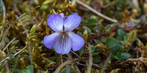 'Wildflower walk on the Birkdale Track' guided walk with Lizzie Maddison