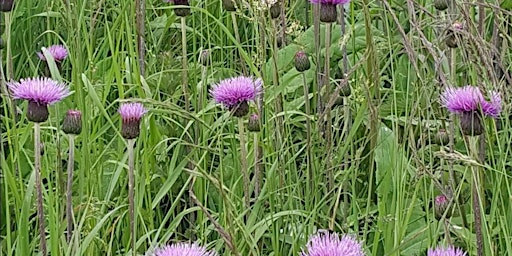 Wildflower walk along Teesdale's old railway line primary image