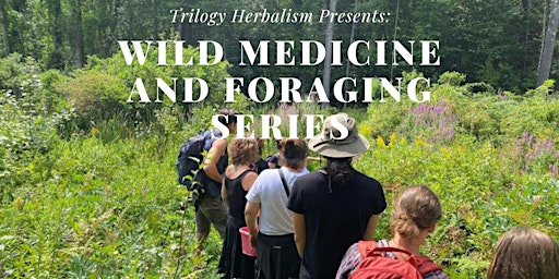 Imagem principal do evento Wild Medicine and Foraging Series