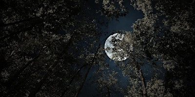 Image principale de Full Moon in the Forest - June 2024