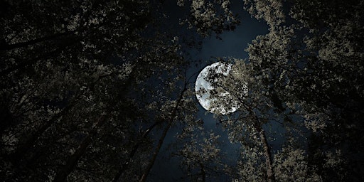 Full Moon in the Forest - June 2024
