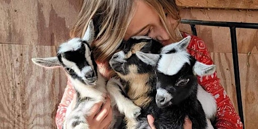 Imagem principal de Baby Goat Social