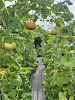 Imagem principal de Want to Learn How to Grow Your Own Pumpkins ?