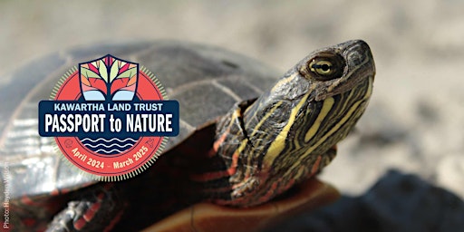 Primaire afbeelding van KLT's Passport to Nature: We Love Turtles (and Other Herptiles)