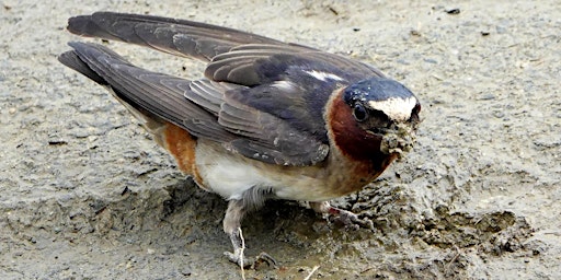 Hauptbild für Northeastern Cliff Swallows: A Conservation Adventure - Part II
