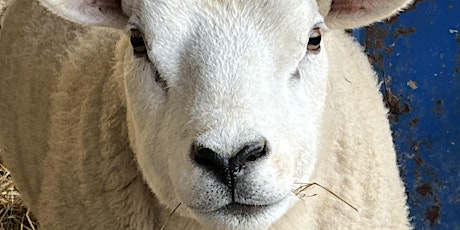 Shearing Weekend