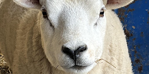 Shearing Weekend primary image