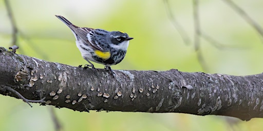 Hauptbild für Jackson Park Spring Migration Bird Walk