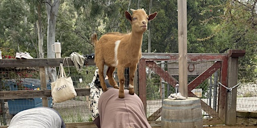 Goat Yoga Fundraiser