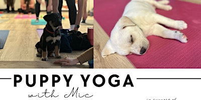 Imagem principal de Puppy Yoga