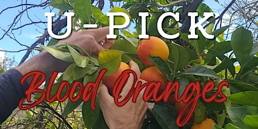 Blood Orange U-Pick Event at Sundog Hills!  primärbild