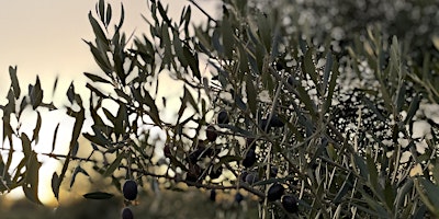 Primaire afbeelding van Olive picking - Harvest 2024