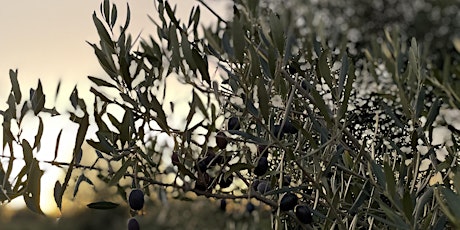 Olive picking - Harvest 2024