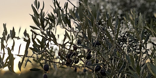 Olive picking - Harvest 2024  primärbild
