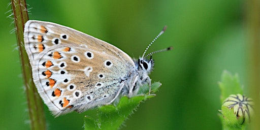 Imagem principal do evento Adult Workshop: Butterfly Identification