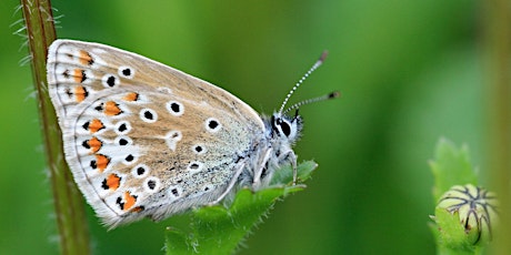 Adult Workshop: Butterfly Identification