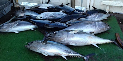 Primaire afbeelding van Mission Possible: Celebrating the return of the majestic  Bluefin