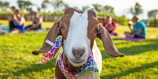 Imagem principal do evento Buttinhead Farms Baby Goat Yoga & SBC Brews