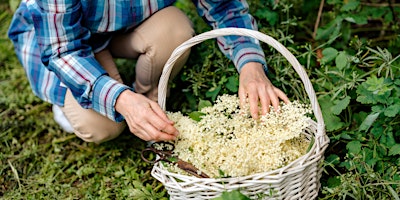 Imagem principal de Spring foraging in the Forest