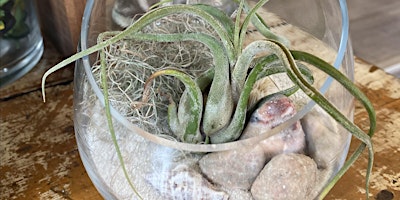 Purrrfect Air Plant Terrariums @ the Cat Lady Cafe primary image