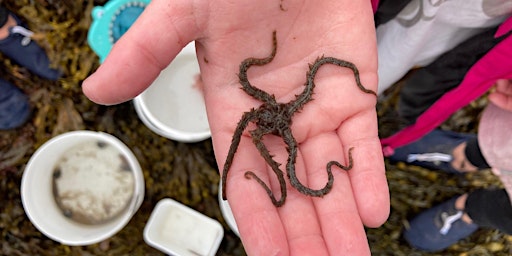 Rockpooling at Buchanhaven primary image