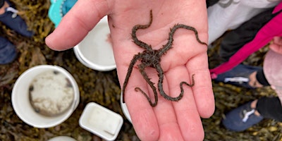 Rockpooling at Buchanhaven primary image