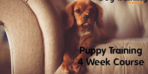 PUPPY TRAINING (LEVEL 1) Wednesday, Corkagh Park primary image