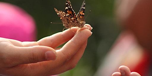 Imagen principal de Workshop: Resilience In the Eye of a Butterfly