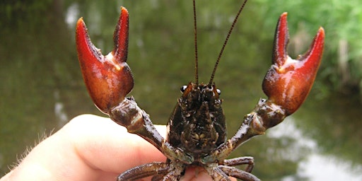 Imagen principal de View from the riverbank: Deadly invaders-species threatening our wildlife