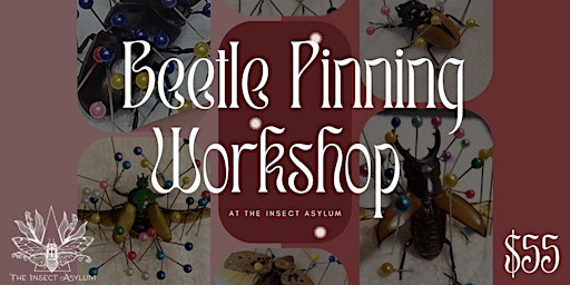 Beetle Pinning Workshop primary image