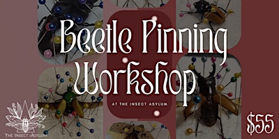Beetle Pinning Class primary image