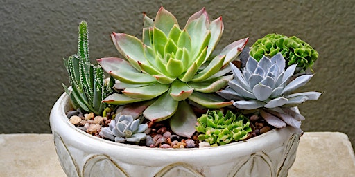 Succulent arrangement workshop  primärbild