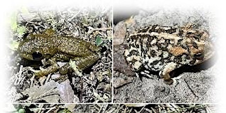 Frogpocalypse: Diseases in Florida Frogs