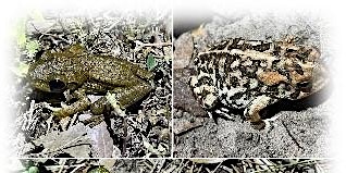 Primaire afbeelding van Frogpocalypse: Diseases in Florida Frogs